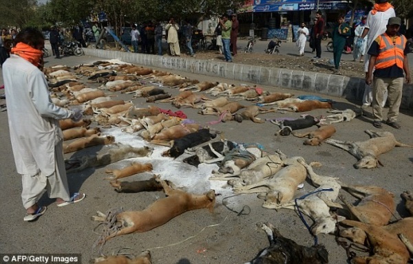 Hàng trăm xác chó vô chủ nằm trên đường ở Pakistan