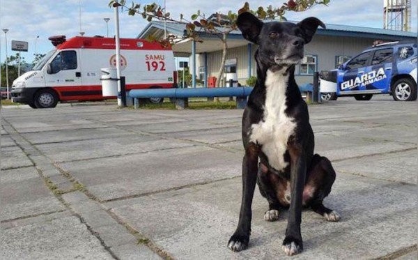 Chú chó đứng chờ trước cửa bệnh viện nơi chủ nhân đã qua đời 8 tháng trước