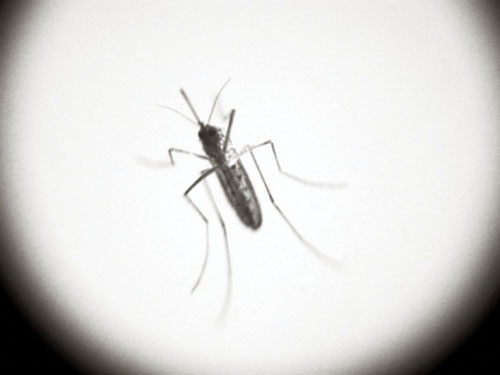 Muỗi và những bệnh nguy hiểm do muỗi gây ra
