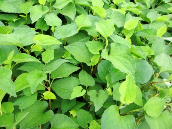 4 loại thảo dược giúp trị nhiệt miệng trong vườn nhà