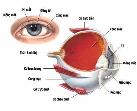 Bảo vệ mắt để tránh nguy cơ bị viêm loét giác mạc