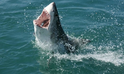 Dự án biến cá mập thành ngư lôi sống của Hải quân Mỹ