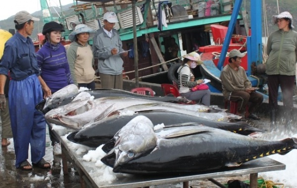 Vượt Thái Lan, cá ngừ Việt Nam hút hàng tại Ý