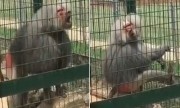 Khỉ giận dữ ném phân vào mặt bé gái trong sở thú