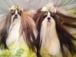 Hai chú chó sinh đôi nổi tiếng trên mạng với bộ lông dài như suối tóc