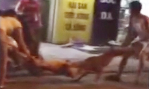 Chó pitbull hung dữ cắn chết đồng loại giữa phố Hà Nội