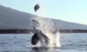 Cá voi sát thủ hất văng rùa lên cao trước mặt du khách