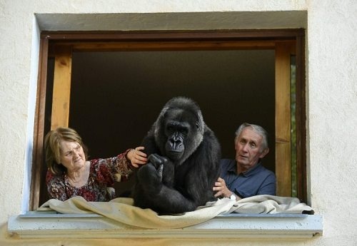 Đôi vợ chồng 18 năm chung sống với khỉ đột