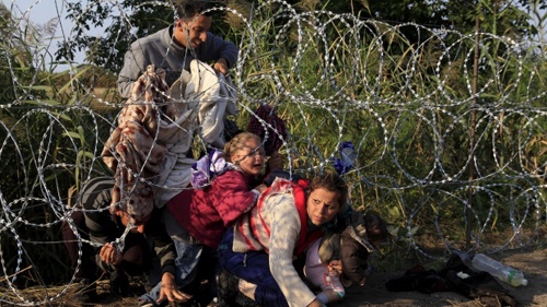 Quan chức châu Âu đề xuất đặt đầu lợn ở biên giới để ngăn người di cư