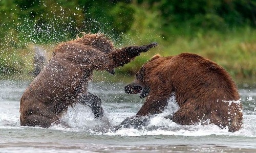 Gấu nâu kịch chiến giành cá hồi