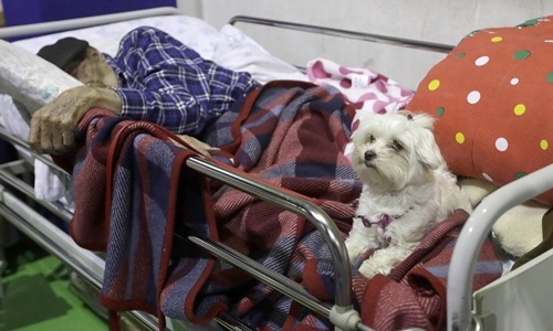 Chú chó an ủi ông lão 97 tuổi sau động đất Italy