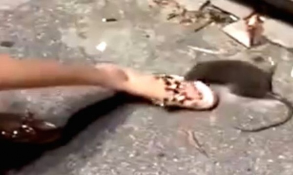 Chuột khổng lồ sắp chết vẫn cắn chân cô gái trẻ trả thù