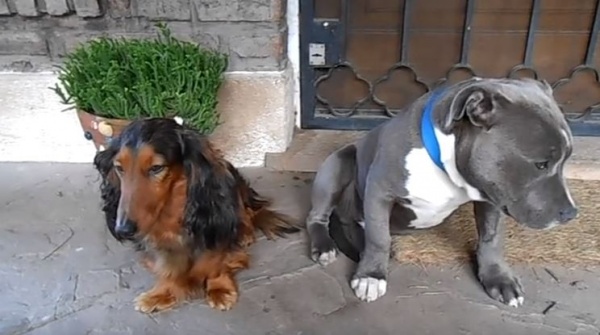 Video chó hối lỗi đáng yêu khi bị chủ "hỏi tội" gây sốt trên mạng