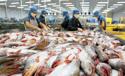 Cẩn trọng khi tăng xuất khẩu cá tra sang Trung Quốc