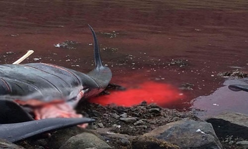 Máu nhuộm đỏ nước biển trong mùa săn cá voi ở Đan Mạch