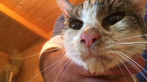 Mèo sống sót sau 6 ngày kẹt dưới ngôi nhà sập trong động đất Italy