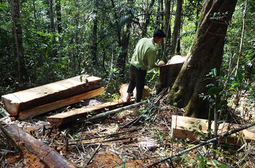 Kiểm lâm Quảng Nam đề nghị giao rừng vùng biên cho biên phòng