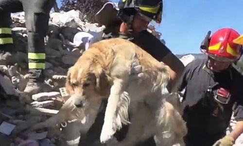 Chú chó sống sót sau 9 ngày mắc kẹt vì động đất ở Italy