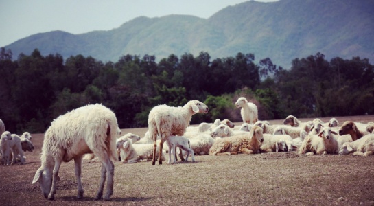 Đến cánh đồng cừu đang "hót hòn họt" ở Bà Rịa-Vũng Tàu