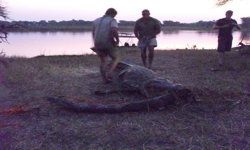Hoàng tử Anh giải cứu cá sấu châu Phi dài 4 m