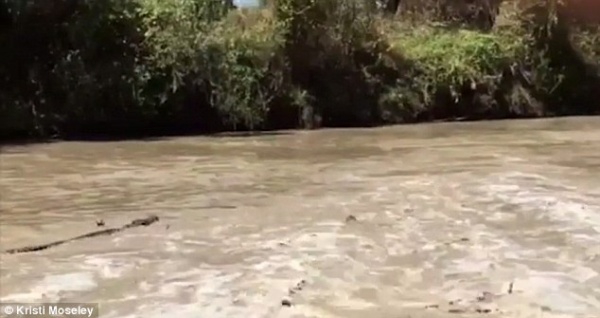 Úc: 21 cá sấu bơi ngược dòng lũ, chực sẵn chờ đớp người