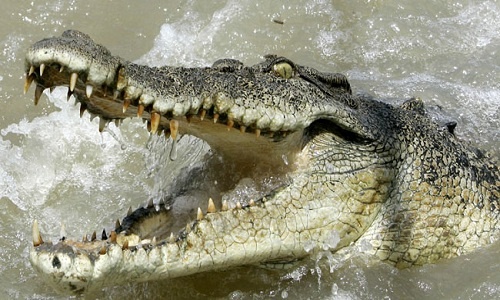 Cá sấu dài 4 m rình đớp người qua đường dưới dòng nước lũ