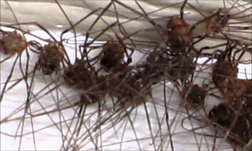 200 tỷ nhện chân dài sắp lan tràn khắp nước Anh