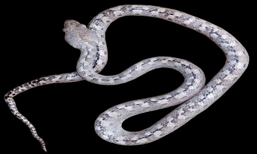 Phát hiện loài "rắn ma" ở Madagascar