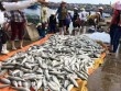 Gần 50 tấn cá lồng chết bất thường ở Thanh Hóa