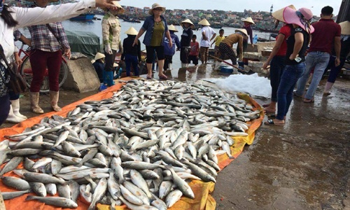 Gần 50 tấn cá lồng ở vịnh đảo Ngọc chết bất thường
