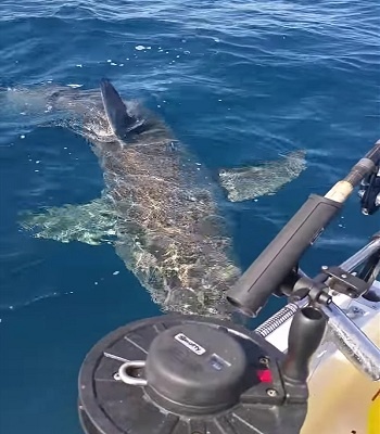 Cá mập dài 4 m nổi giận cắn xé động cơ tàu cá