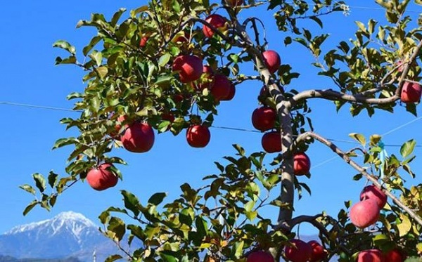 Mục sở thị "táo thần kỳ" nông dân Nhật trồng để 4 năm không thối, không hỏng