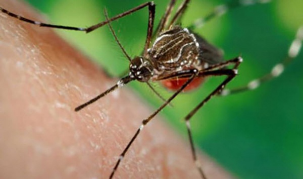 Phát hiện thêm một người Việt Nam nhiễm virus Zika