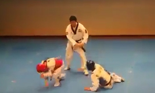 Trọng tài tức giận đánh hai võ sĩ ngay trên sàn đấu
