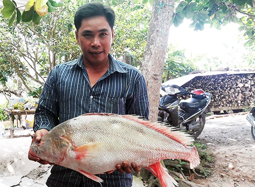 Cá sủ vàng 5,5 kg mắc lưới ngư dân trên sông Hậu