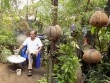 Vườn "thượng uyển" kiểng treo sinh thái từ trái dừa khô