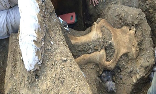 Hộp sọ voi ma mút 13.000 năm tuổi ở Mỹ