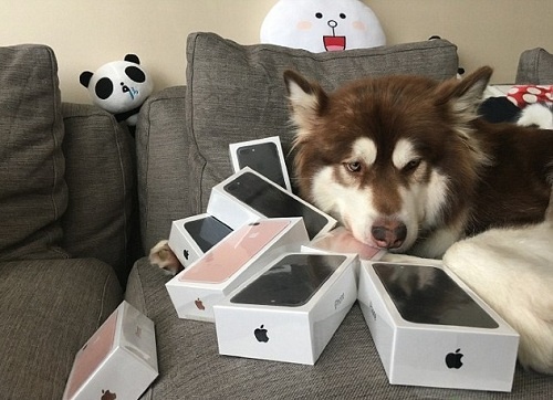 Phú nhị đại giàu nhất Trung Quốc vung tiền mua iPhone 7 cho chó cưng