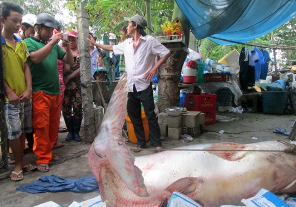 Người dân cột dây kéo cá tra 220 kg từ Campuchia về An Giang