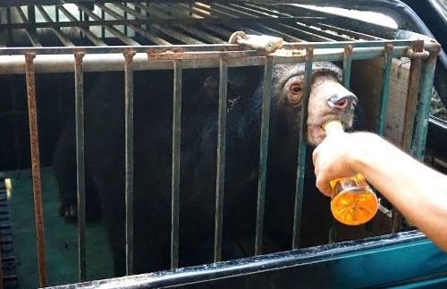 Cứu hộ gấu ngựa nuôi nhốt trái phép ở Hà Nội