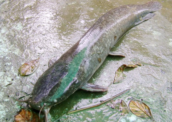 Nông dân câu được cá trê nặng 4 kg, dài gần 1 m