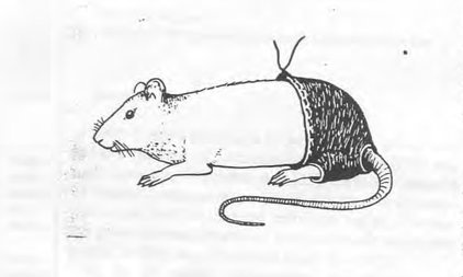 Nghiên cứu đời sống tình dục của chuột đoạt giải Ig Nobel