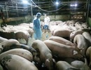 Một tháng bắt gần 40 vụ sử dụng chất cấm trong chăn nuôi