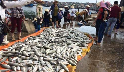 Cá chết hàng loạt ở vùng biển Thanh Hóa không do dịch bệnh