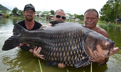 Cá chép lớn nhất thế giới nặng hơn 1 tạ ở Thái Lan