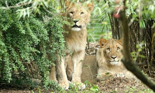 Kết cục bi thảm của sư tử sổng chuồng ở vườn thú Đức
