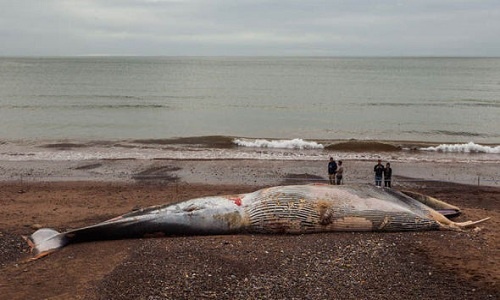 Xác cá voi khổng lồ dài 15 m dạt vào bờ biển Anh