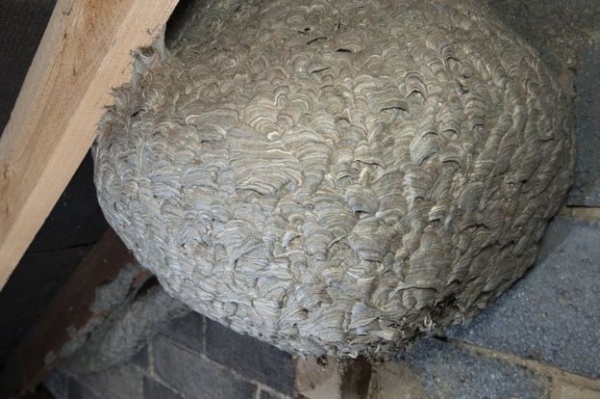 Phát hiện tổ ong bắp cày khổng lồ trên gác mái