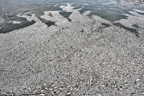 UBND Hà Nội khuyến cáo người dân không ăn cá chết ở hồ Tây