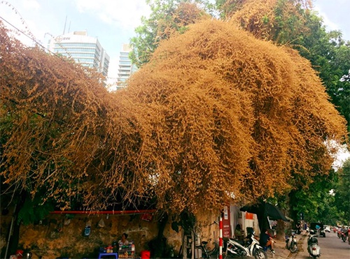 Rặng hoa giấy đột ngột chuyển màu vàng ở Hà Nội "gây sốt" cộng đồng